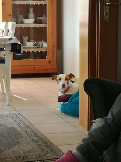 Tierschutz - Auslandstierschutz oder örtliches Tierheim?-Beitrag-Bild