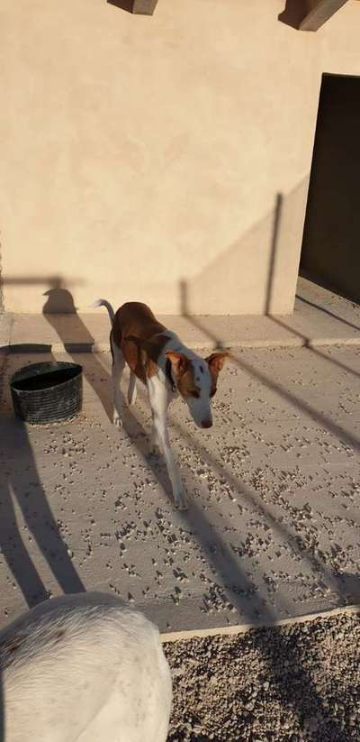 Tierschutz - Auslandstierschutz oder örtliches Tierheim?-Beitrag-Bild