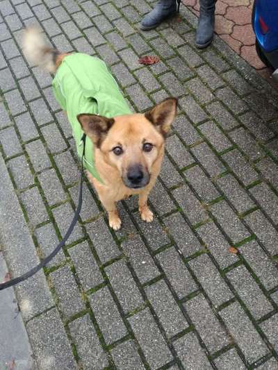 Kleidung für den Labrador?-Beitrag-Bild