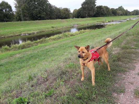 Welche Rasse steckt drin außer Husky-Beitrag-Bild