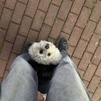 Hundetreffen-gassi gehen/ soziale kontakte/ gemeinsames training/ spiel und spaß-Bild