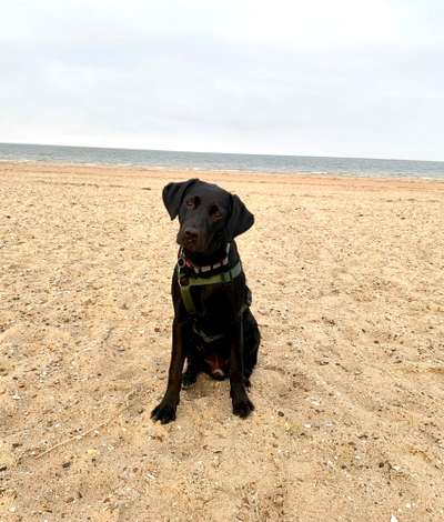 Hundetreffen-Junge Labradorhündin sucht Spielpartner-Bild