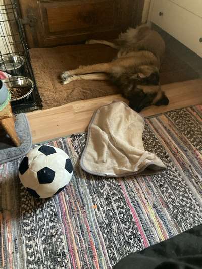 Tierschutzhund ist meine Lieblingsrasse-Beitrag-Bild