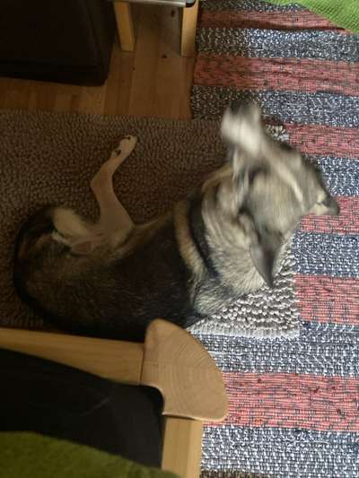 Tierschutzhund ist meine Lieblingsrasse-Beitrag-Bild