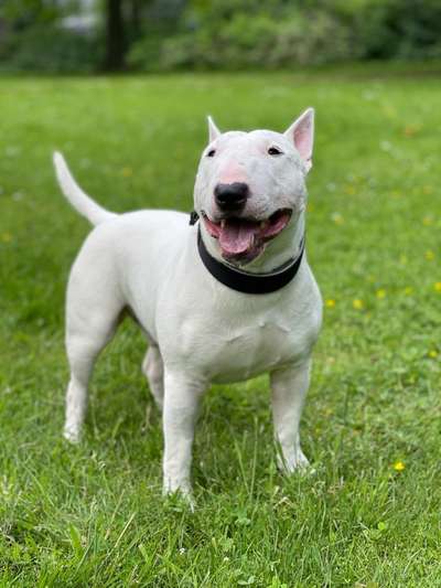 Reinrassige Hunde?-Beitrag-Bild