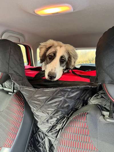 FOTOCHALLENGE 70 - Dein Hund im Auto-Beitrag-Bild