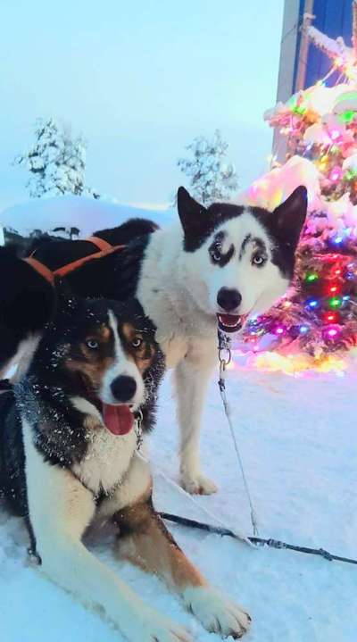 Fotochallenge Nr 96.: Bunt, Bunter, Hund 💐🌹🍁-Beitrag-Bild