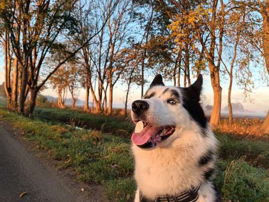 Dogorama Photo Challenge - Portrait-Beitrag-Bild