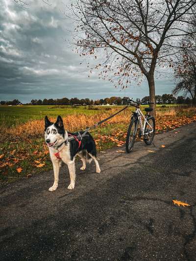 Hundetreffen-Zugsport-Bild