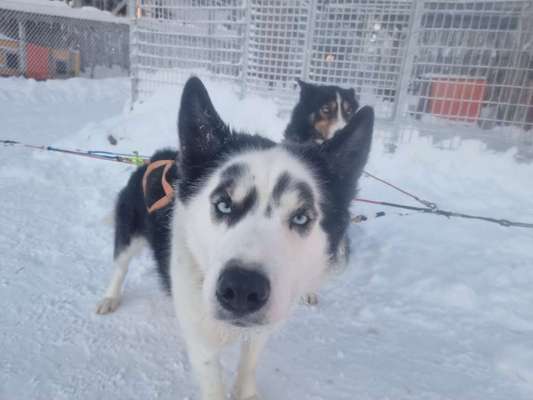 Außergewöhnliche Merkmale-Beitrag-Bild