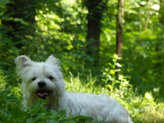 Unsere Fellnasen im Regenbogenland-Beitrag-Bild