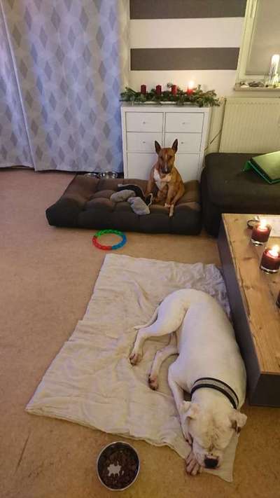 Dogorama Photo Challenge - Portrait-Beitrag-Bild