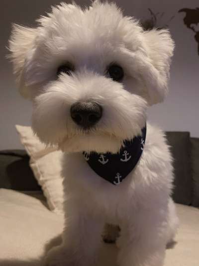 Maltipoo Freunde-Beitrag-Bild