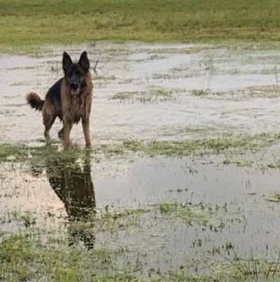 Hundetreffen-Trainingspartner für Hundebegegnungen