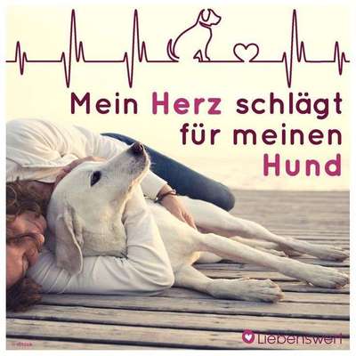 Hundetreffen-Hundefreunde Bexbach-Bild
