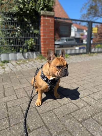Hundetreffen-Gassitreffen-Bild