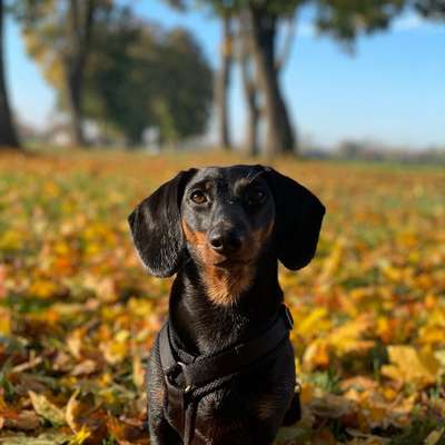 Hundetreffen-Spiel-Date / Gemeinsames Training-Bild