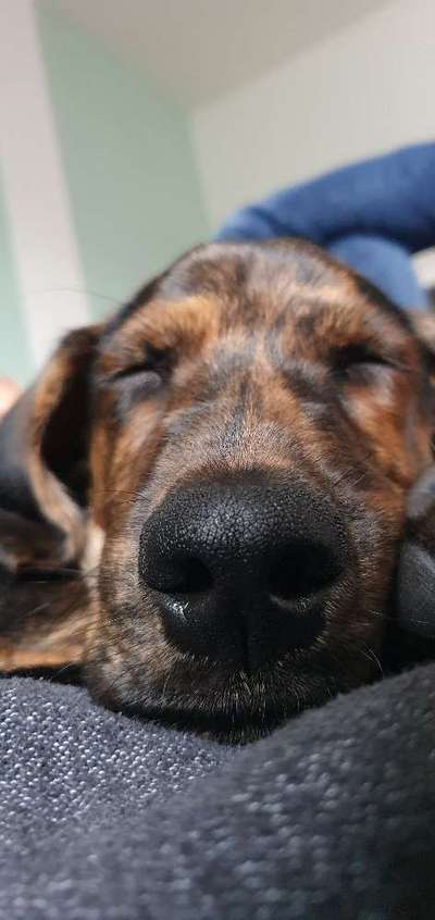 Zeigt mir die tollste Nahaufnahme von eurer Fellnase-Beitrag-Bild