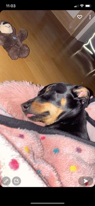 Die Dogorama Monats Challenge "Es grünt und blüht"-Beitrag-Bild