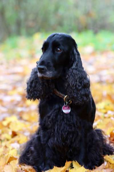 Die wunderschöne Welt mit Hund.-Beitrag-Bild
