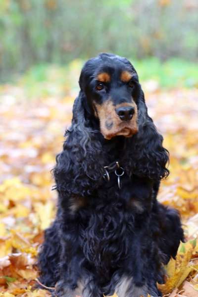 Die wunderschöne Welt mit Hund.-Beitrag-Bild