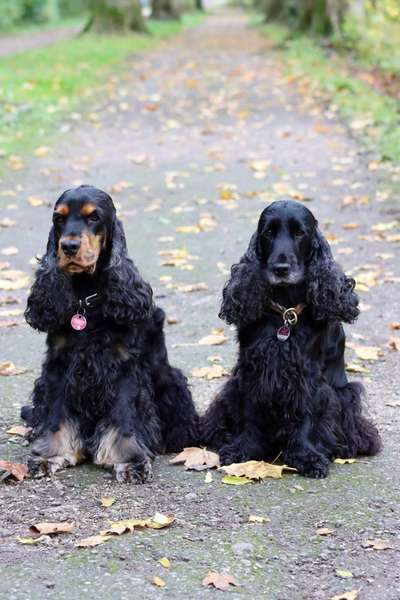Die wunderschöne Welt mit Hund.-Beitrag-Bild