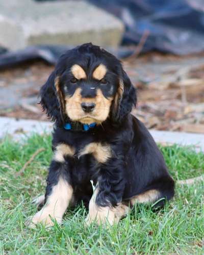 Englisch Cocker Spaniel-Beitrag-Bild