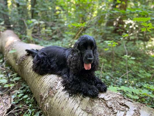 Die wunderschöne Welt mit Hund.-Beitrag-Bild