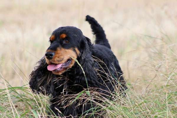 Dein Hund im Dogorama-Kalender 2021-Beitrag-Bild