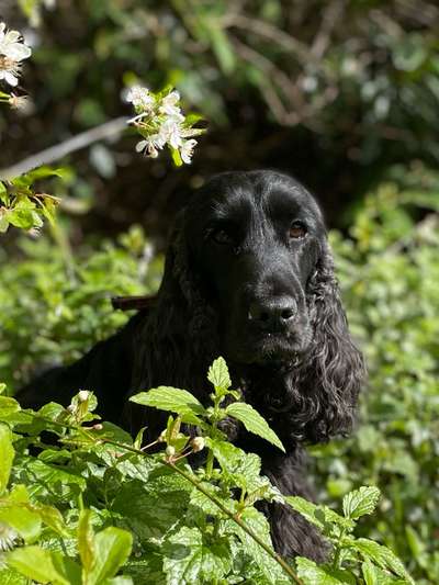 Die Dogorama Kalender Challenge Titelbild-Beitrag-Bild