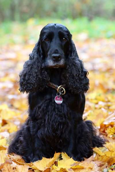 26. Farben Fotochallenge "Herbstfarben"-Beitrag-Bild