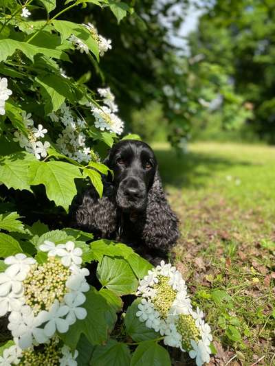 Hundemodel-Beitrag-Bild