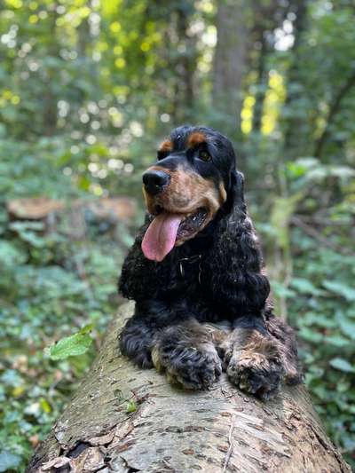 Die wunderschöne Welt mit Hund.-Beitrag-Bild