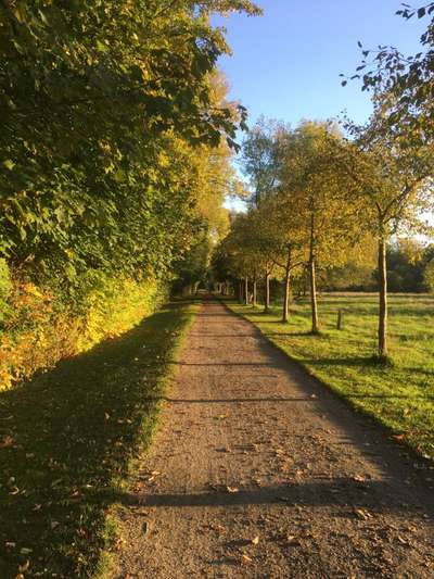 Die wunderschöne Welt mit Hund.-Beitrag-Bild