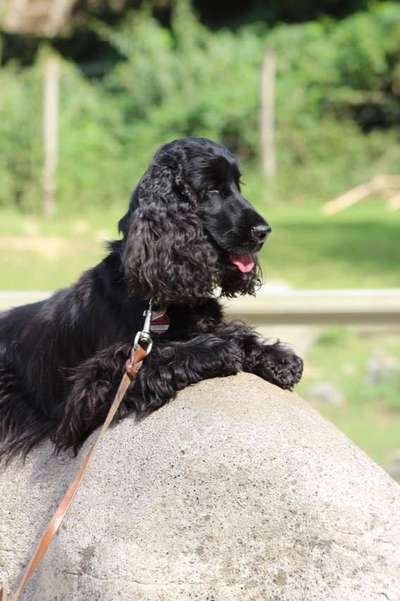 Dein Hund im Dogorama-Kalender 2021-Beitrag-Bild