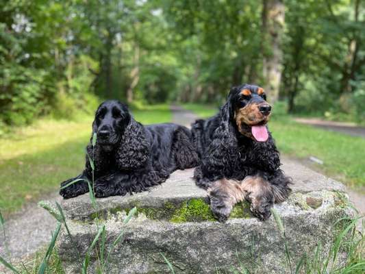 Die Dogorama Kalender Challenge Titelbild-Beitrag-Bild