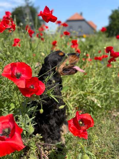 Hundemodel-Beitrag-Bild