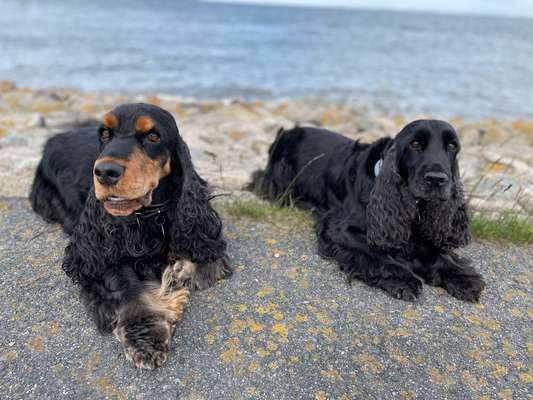 Die wunderschöne Welt mit Hund.-Beitrag-Bild