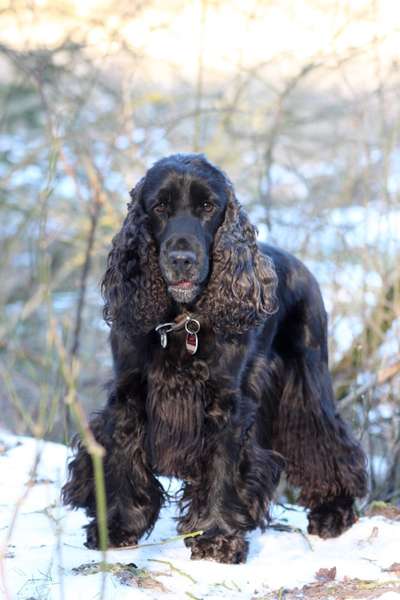 Die Dogorama Kalender Challenge Teil 2/4-Beitrag-Bild