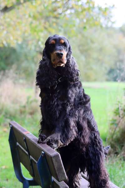 Die wunderschöne Welt mit Hund.-Beitrag-Bild