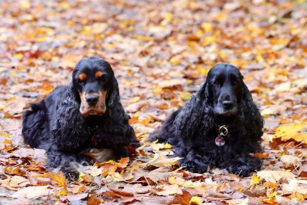 Die wunderschöne Welt mit Hund.-Beitrag-Bild