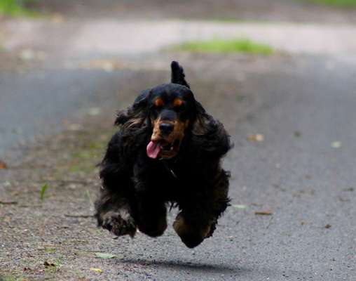 Fotochallenge 66 ~ Rennaction -Zeig deinen Hund im Lauf-Beitrag-Bild