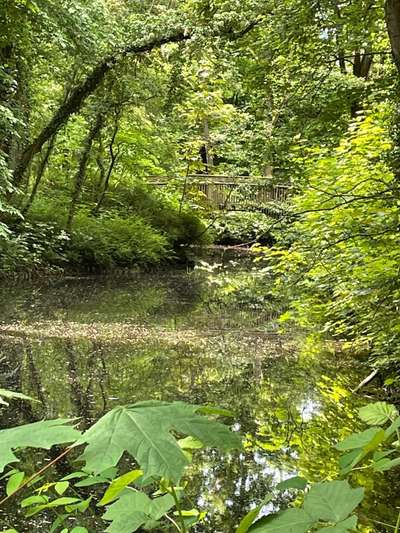Die wunderschöne Welt mit Hund.-Beitrag-Bild