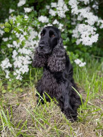 Die Dogorama Monats Challenge "Es grünt und blüht"-Beitrag-Bild