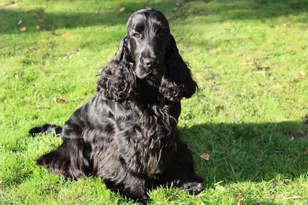 Englisch Cocker Spaniel-Beitrag-Bild