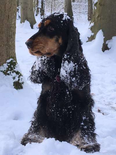 Die Dogorama Kalender Challenge Teil 2/4-Beitrag-Bild