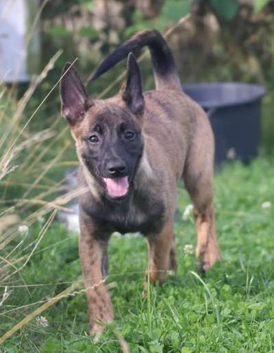 Welpen Bilder !-Beitrag-Bild