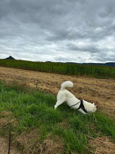 Hundetreffen-Hundefreunde Gesucht-Bild