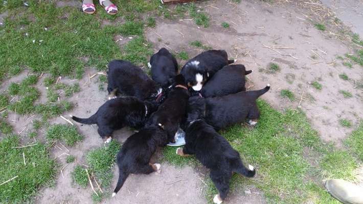 Darf man Welpen in einer Tierhandlung verkaufen/kaufen?-Beitrag-Bild