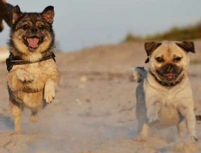 Welche Hunderasse-Beitrag-Bild